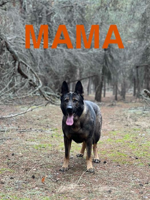 Щеня породи німецька вівчарка