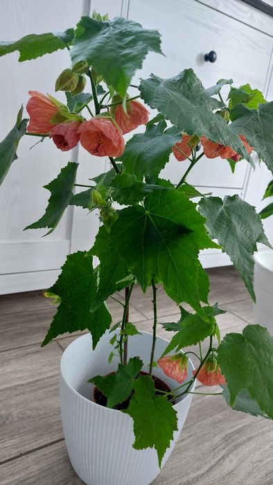Klonik / lipka pokojowa sadzonka
