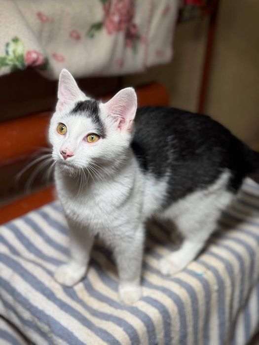 Отдам котят, от 5-8 мес