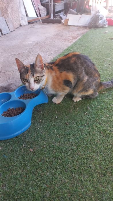 Dois cães e uma gata para doar