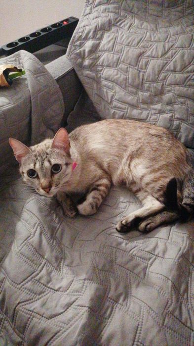 Gatinha perdida - Na parede