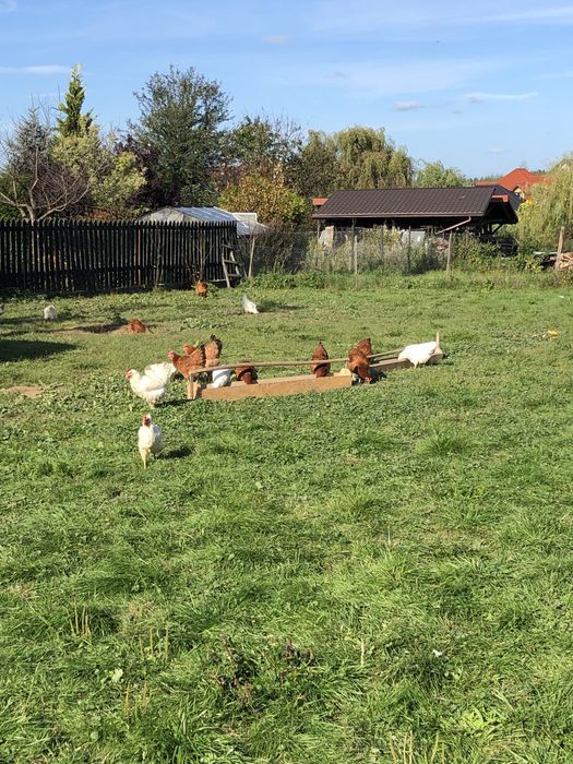 Jaja Wiejskie EKO, dostawa min. 30 szt w cenie !!