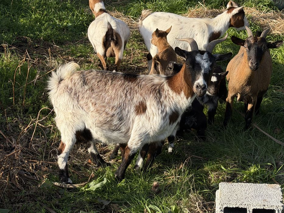 Rebanho de cabras anas