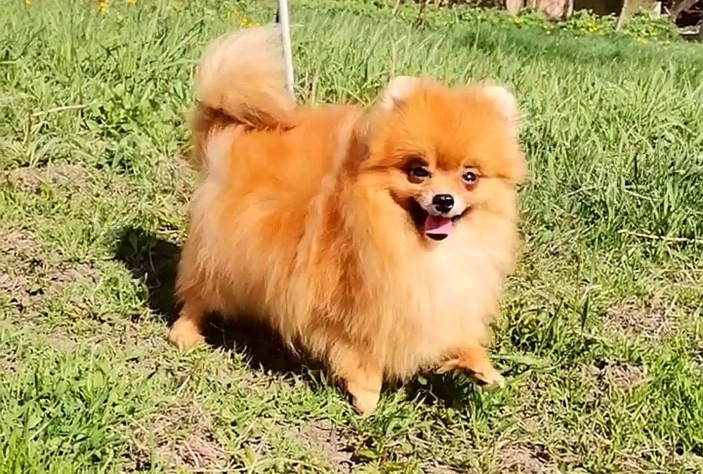 Сука Померанского той шпица 1.5 года