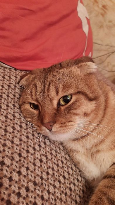 Кіт на в'язку.  в'язка кота. висловухий кіт. Случка кота ,злучка,вязка