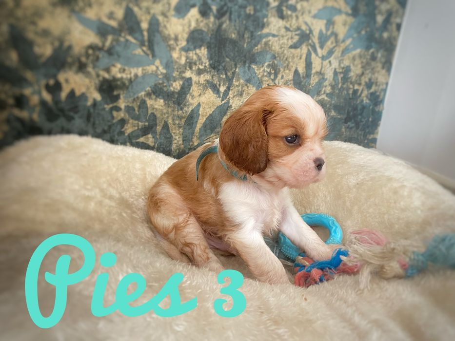 Cavalier King Charles Spaniel - piesek