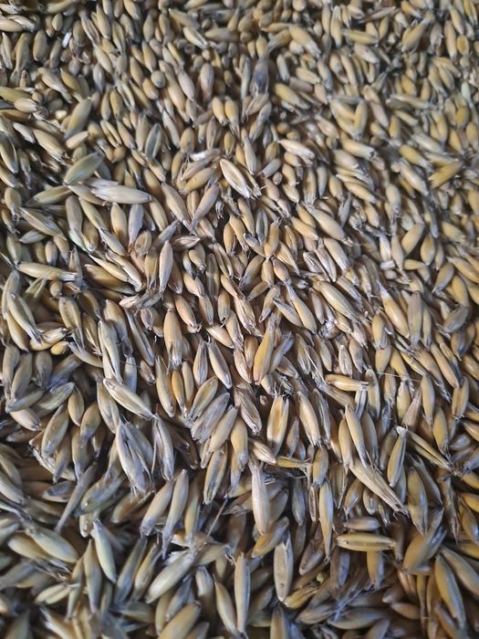 Sprzedam owies tegoroczny