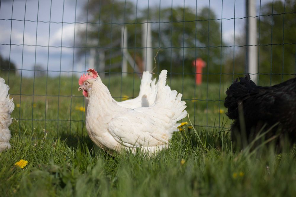 Kury kokoszki nioski Tetra biała jak leghorn  dowóz Gratis