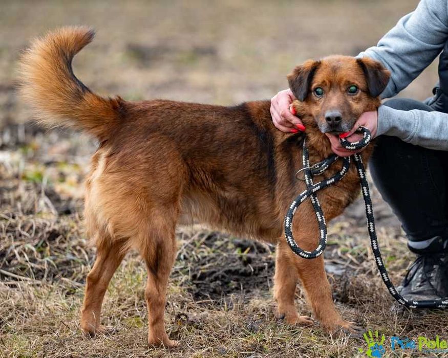 Kochany MAJOR szuka domu na zawsze!