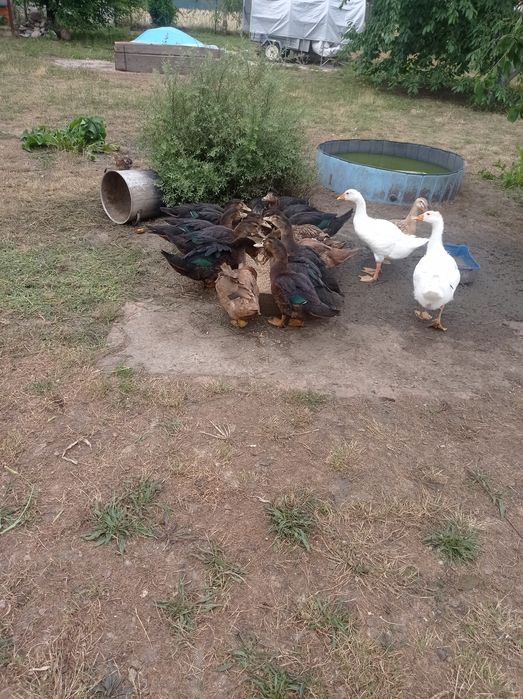 Sprzedam kaczki na ubój