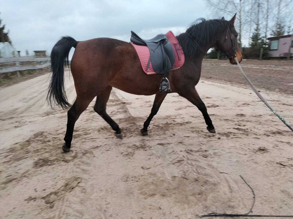 Klacz szlachetny półkrwi