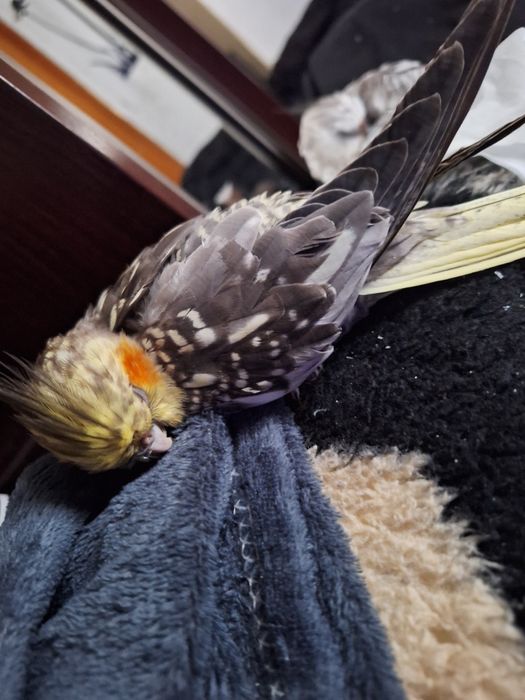 Nimfy ręcznie karmione