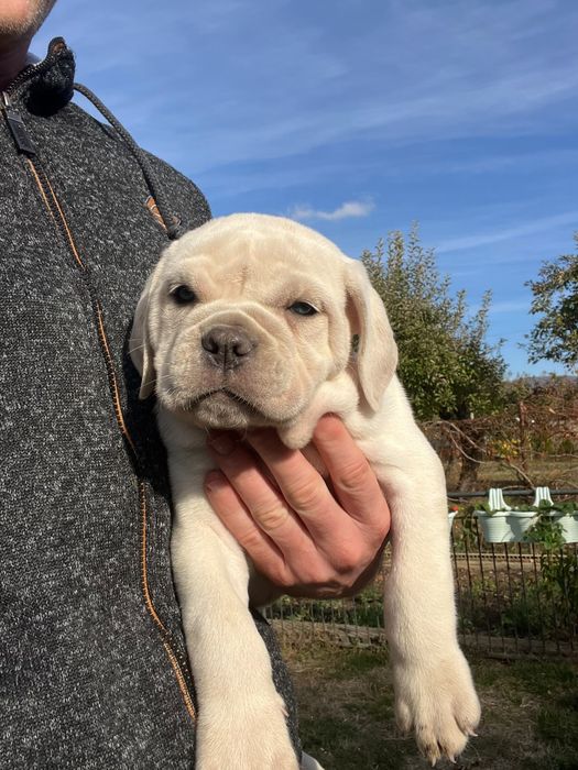 Cane Corso Biały