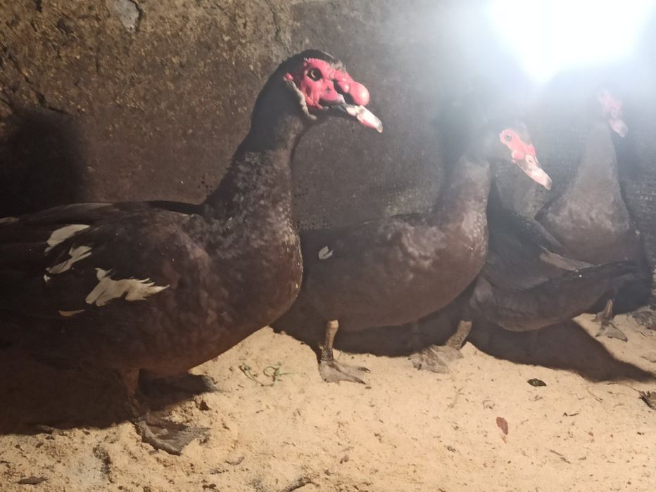 Інкубаційне качине яйце