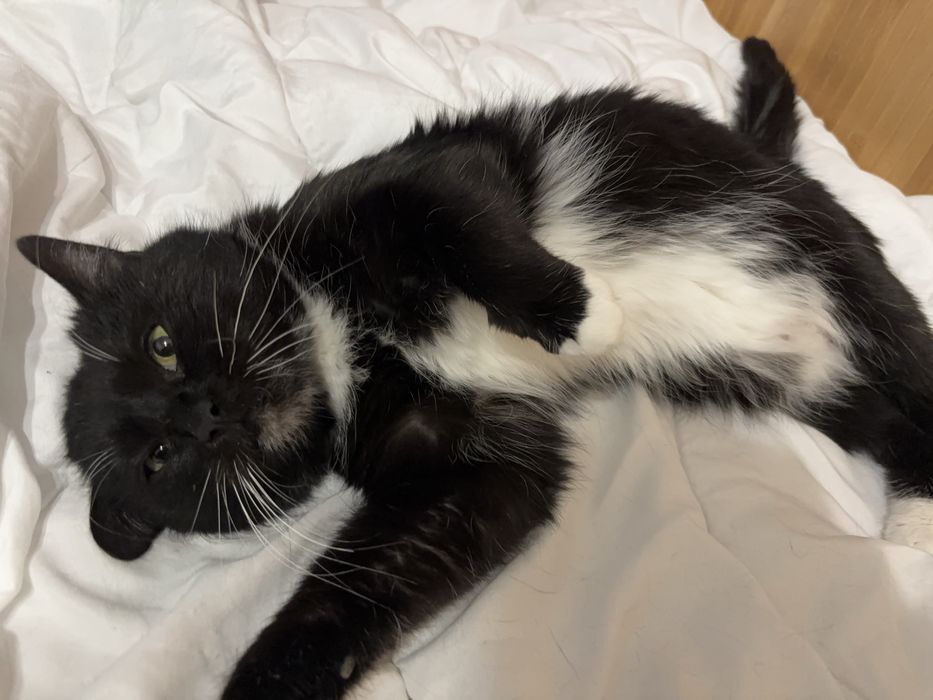 ‼️ Кішка у добрі руки ‼️