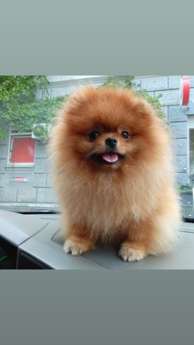 Вязка померанский шпиц док КСУ FCI