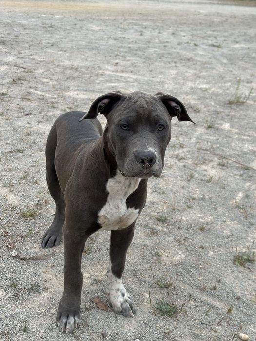 American Bully XL