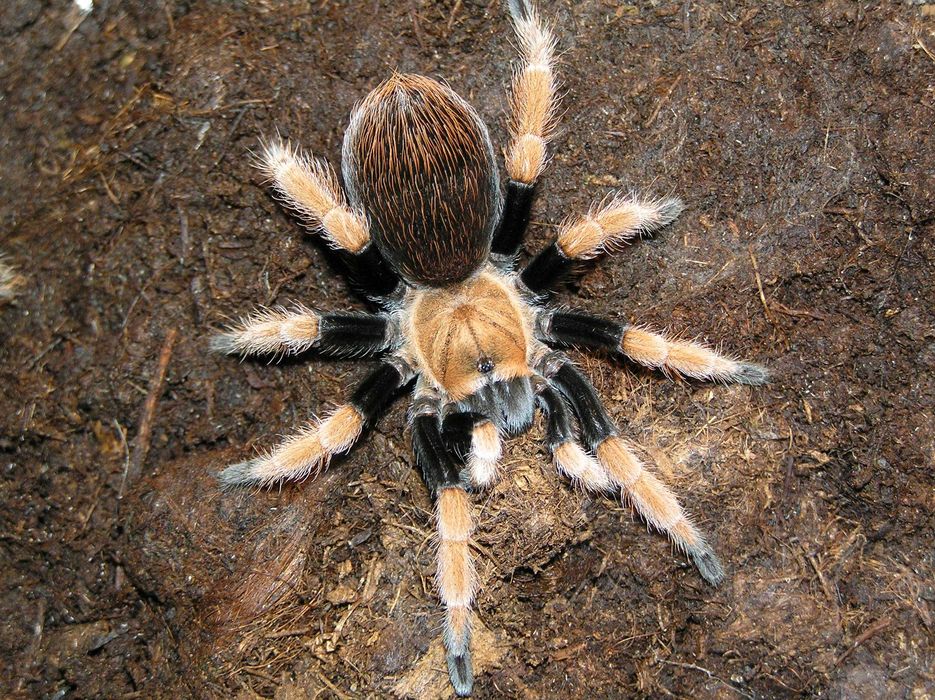 Aphonopelma bicoloratum L2/3