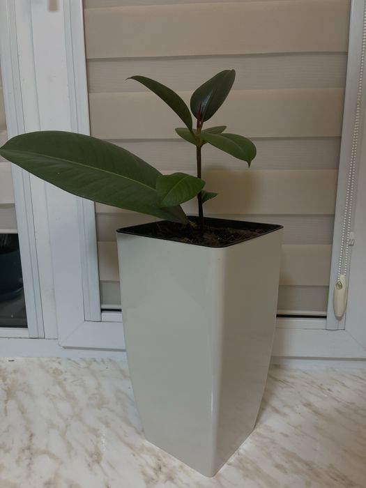 Фікус (фикус) рослина кімнатна