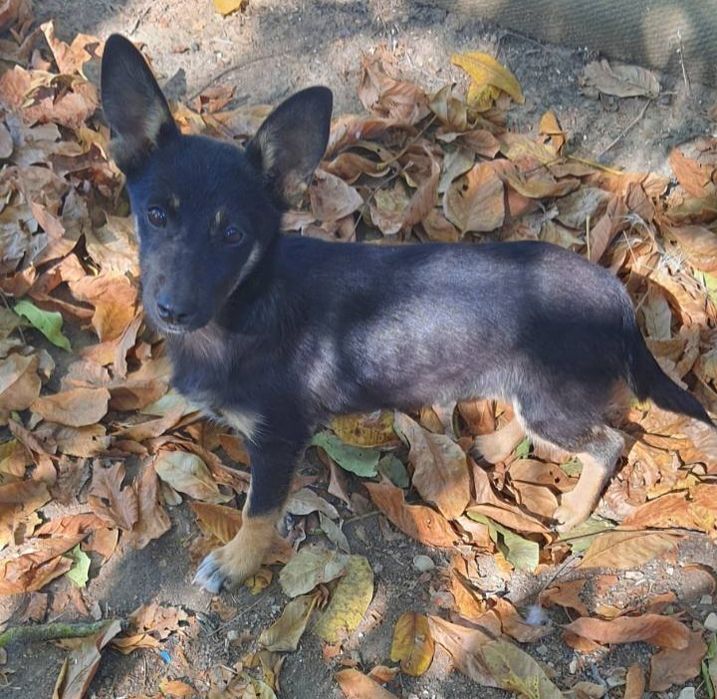 Отдам даром в добрые руки собачку метис болонки и корги