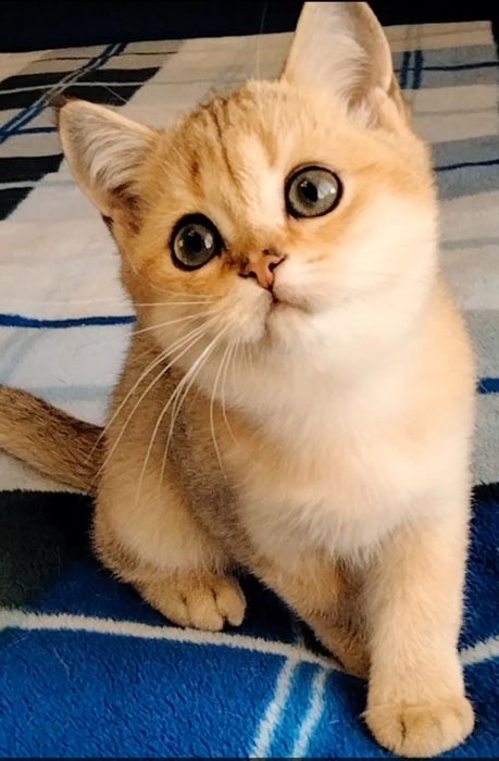 Кот,золотая шиншилла ,на вязку.