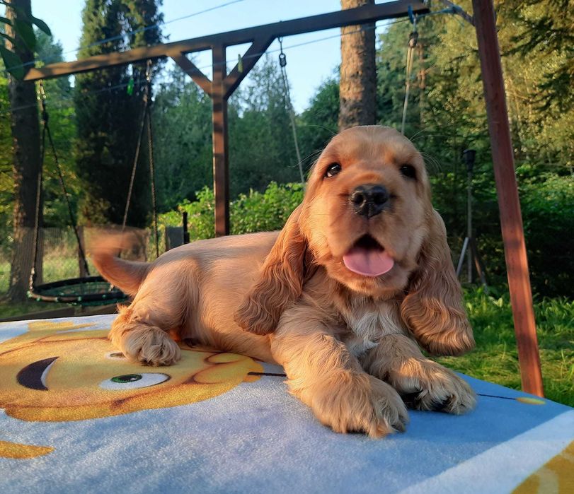Cocker Spaniel Inglês