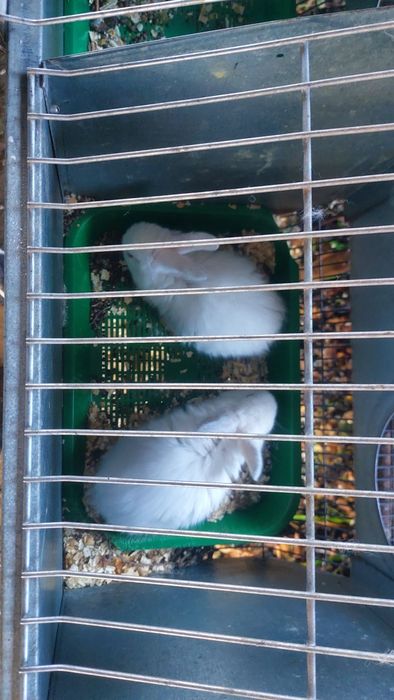 Кролики разного возраста