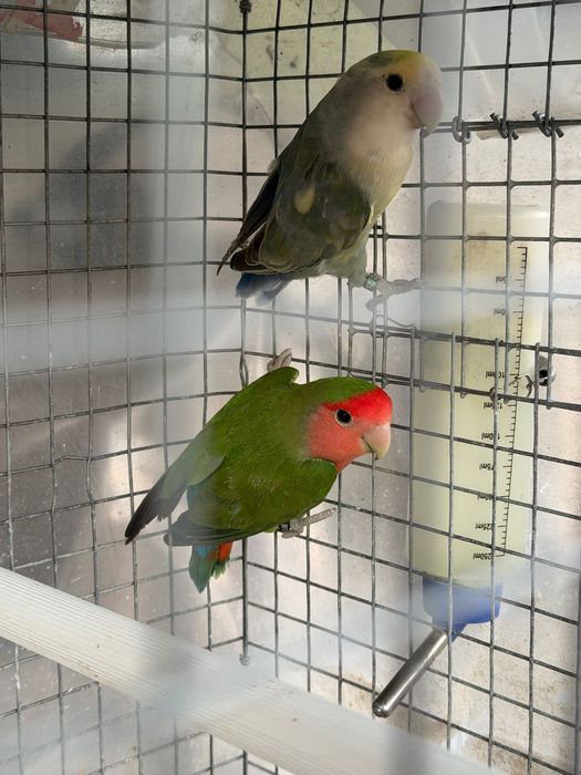 Agapórnis casal novo disponível