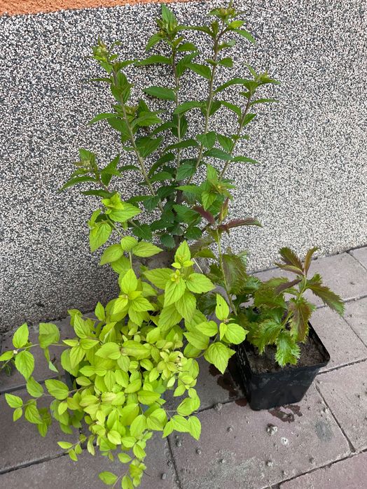 Спирея японская  голдфлейм, криспа и зелёный лист