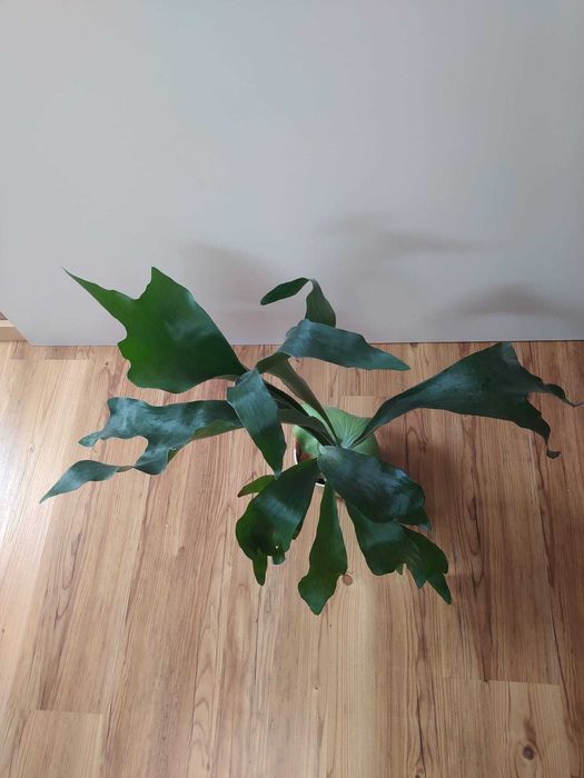 Piękne "łosie rogi"/płaskla (z rodzaju Platycerium), roślina pokojowa