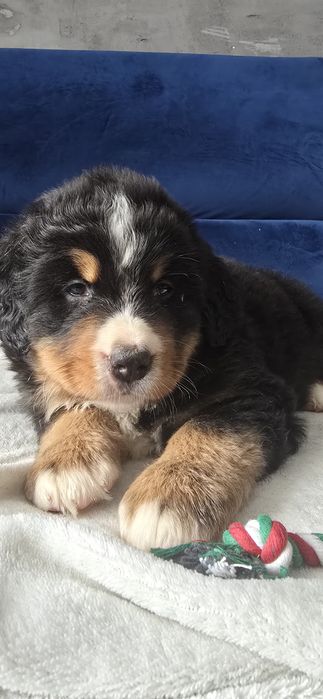 Berneński pies pasterski