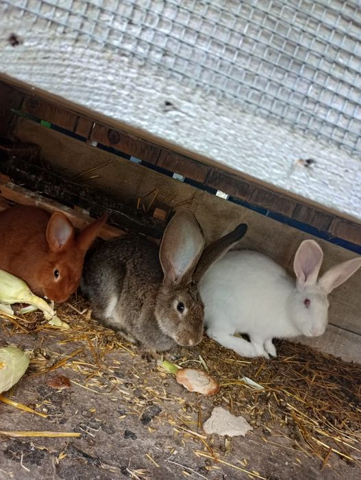 Króliki młode 3,5 miesiecy