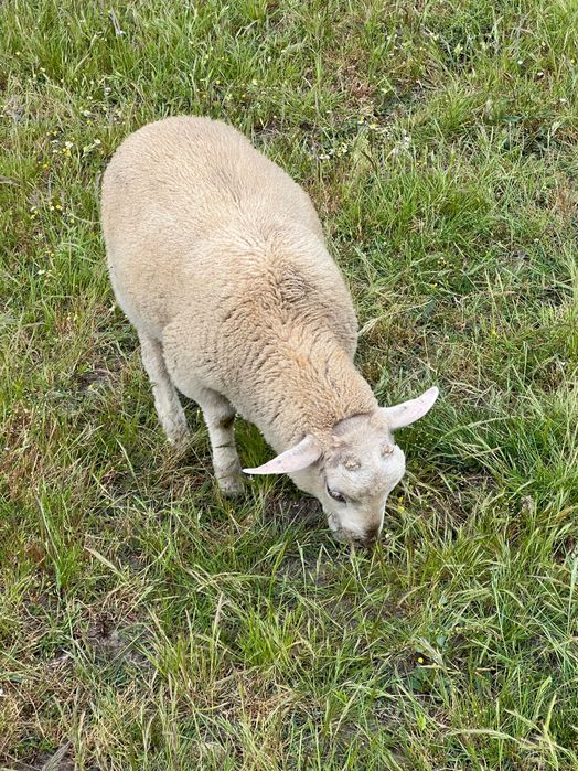 Macho Texel 4 meses de idade