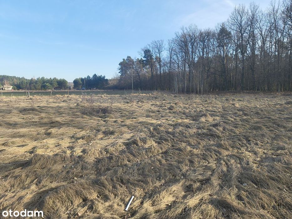 Duża Działka Biały Bór,k. Grudziądza, graniczy z lasem