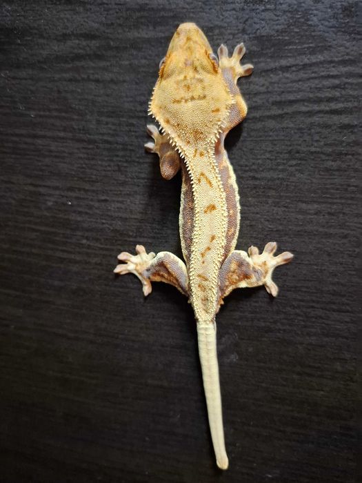 Gekon orzęsiony lilly white