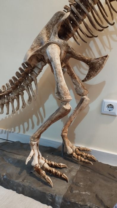Esqueleto dinossauro T- Rex