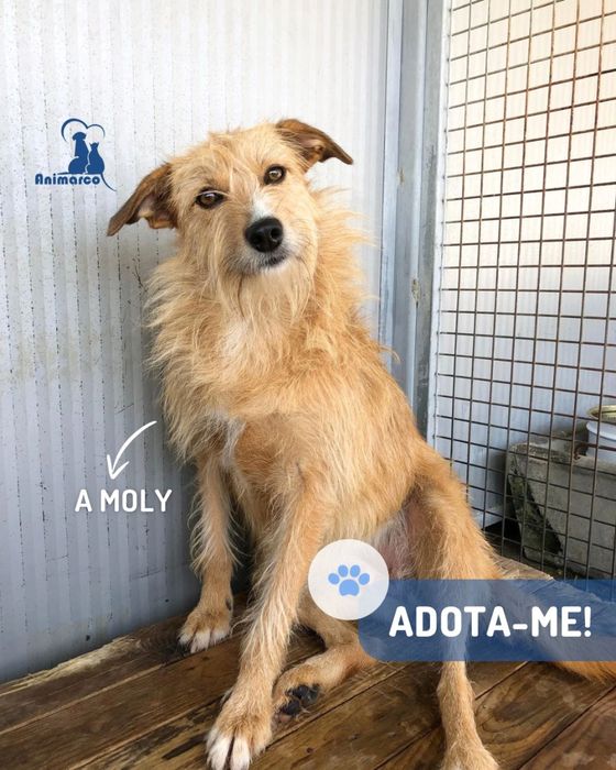 Moly - cadela jovem porte medio para adocao