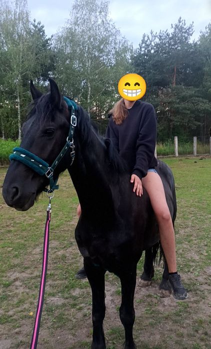Sprzedam wałacha