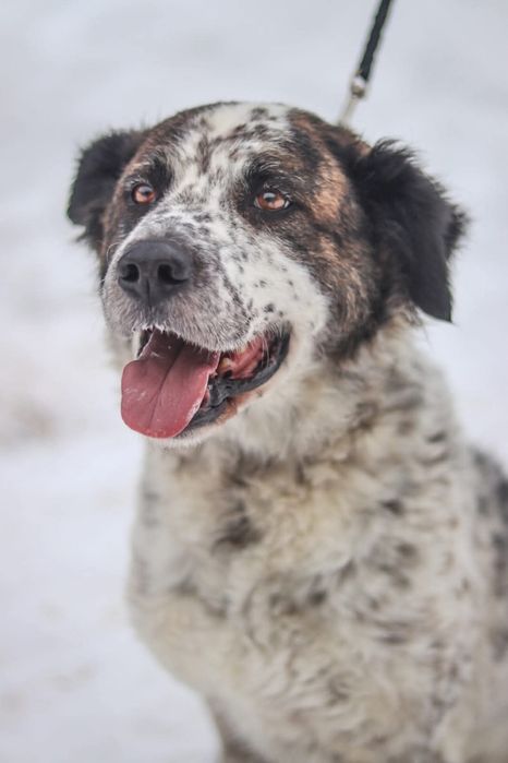 Delikatna sunia szuka domu  / do adopcji