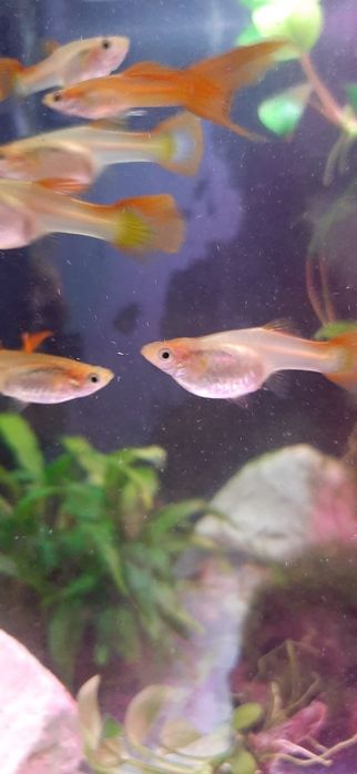 Gupiki rybki do akwarium