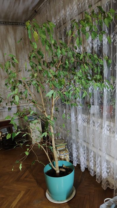 Фікус Бенджаміна