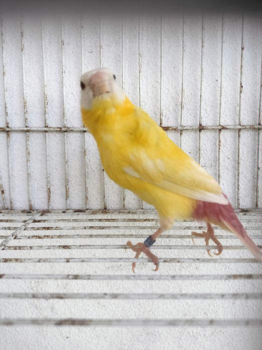 Diamante tricolor lutino