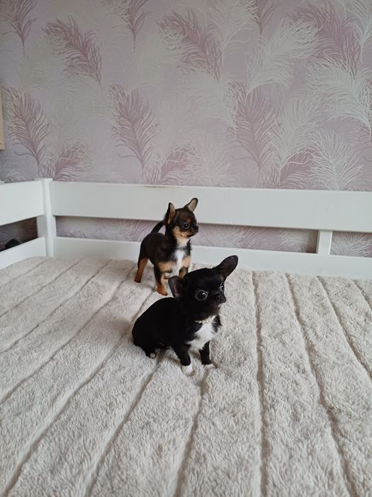 Супер міні казкова дівчинка