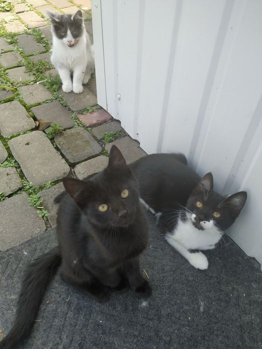 Котики в найкращі руки