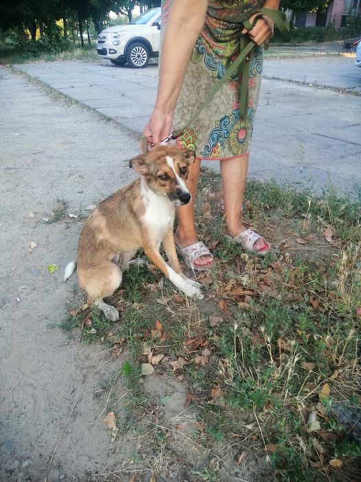 Віддається цуценятко