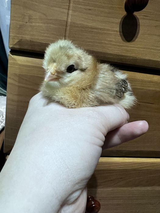 Курчата гарні добові