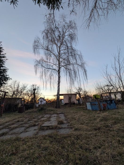 Oddam drzewa do samodzielnego wycięcia