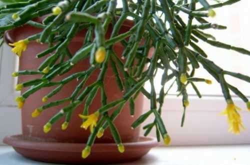 Алое Смарагд продам