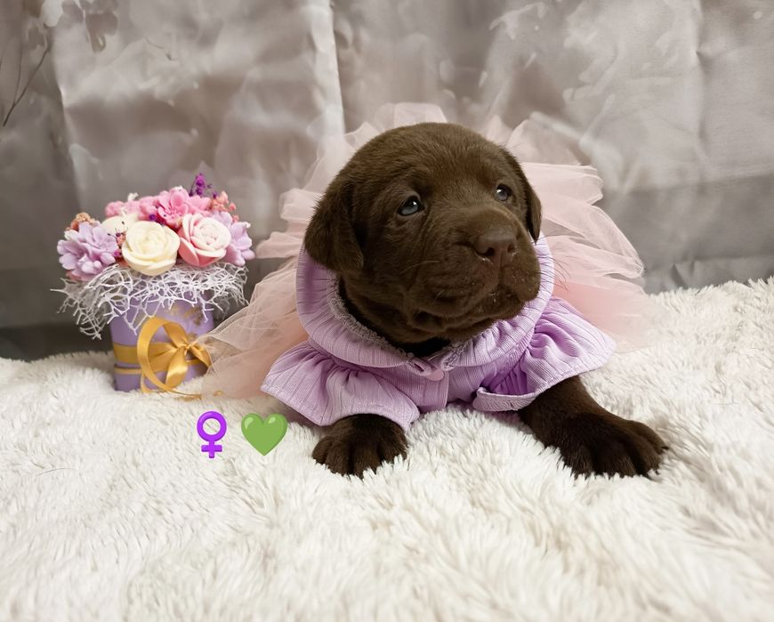 Labrador retriever