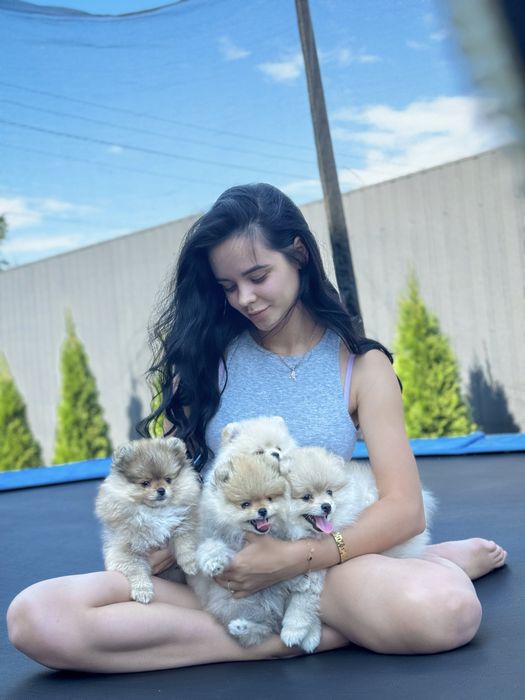 Вязка шпіц , ведмедик